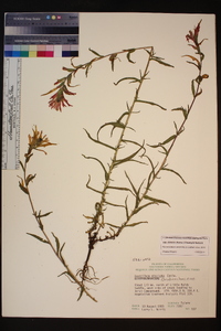 Castilleja applegatei subsp. disticha image